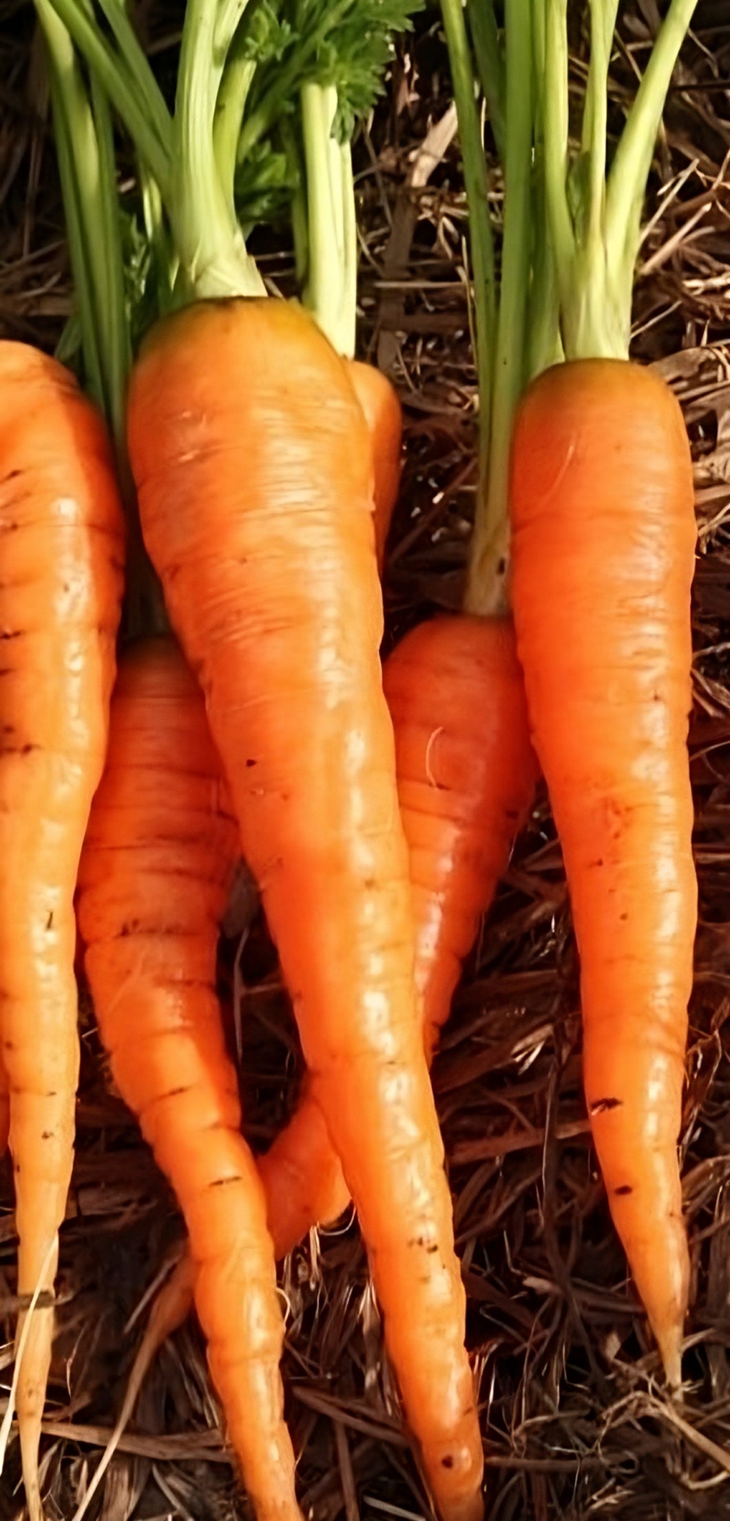 Carrot 'Danvers' Greenpatch Seeds