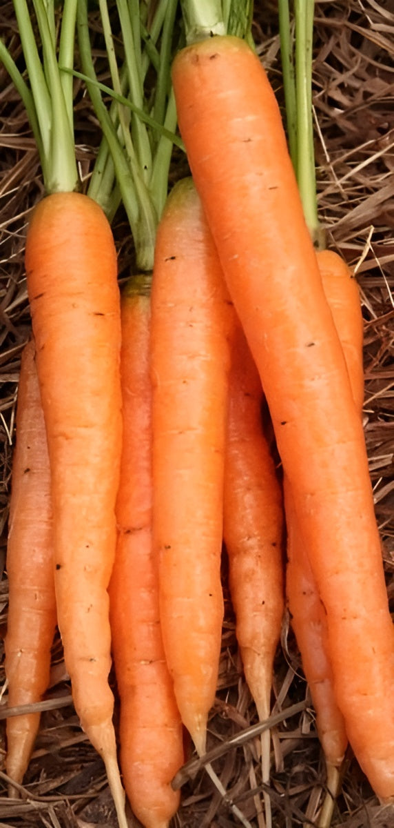 Carrot 'Scarlet Nantes' Greenpatch Seeds