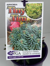 Load image into Gallery viewer, Euphorbia &#39;Tiny Tim&#39;

