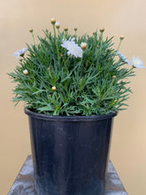 Load image into Gallery viewer, Argyranthemum &#39;Double White&#39;
