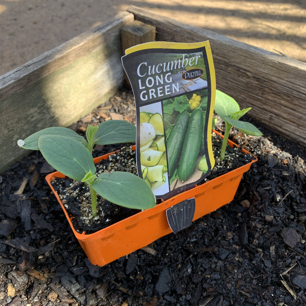 Cucumber 'Long Green'