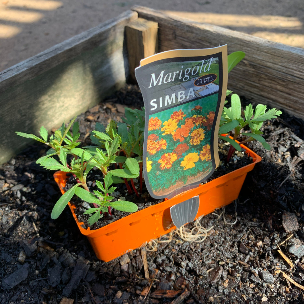 Marigold 'Simba'