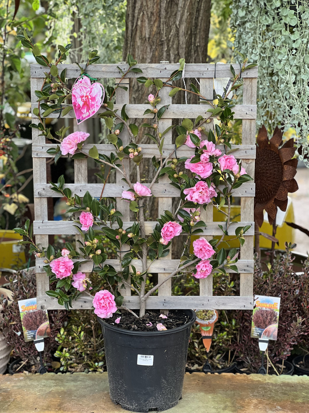 Camellia 'With Love' Espalier