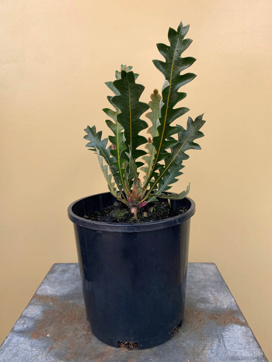 Banksia blechnifolia