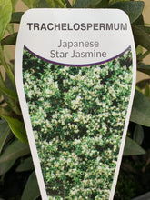 Load image into Gallery viewer, Trachelospermum asiaticum
