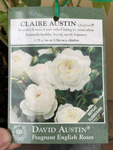 Load image into Gallery viewer, Rose - David Austin &#39;Claire Austin&#39;
