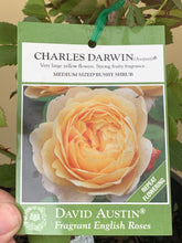 Load image into Gallery viewer, Rose - David Austin &#39;Charles Darwin&#39;
