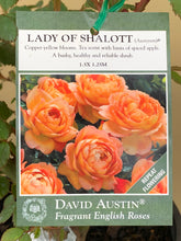 Load image into Gallery viewer, Rose - David Austin &#39;Lady of Shalott&#39;
