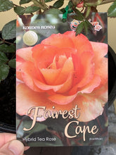 Load image into Gallery viewer, Rose - Hybrid Tea &#39;Fairest Cape&#39;
