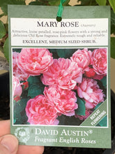 Load image into Gallery viewer, Rose - David Austin &#39;Mary Rose&#39;
