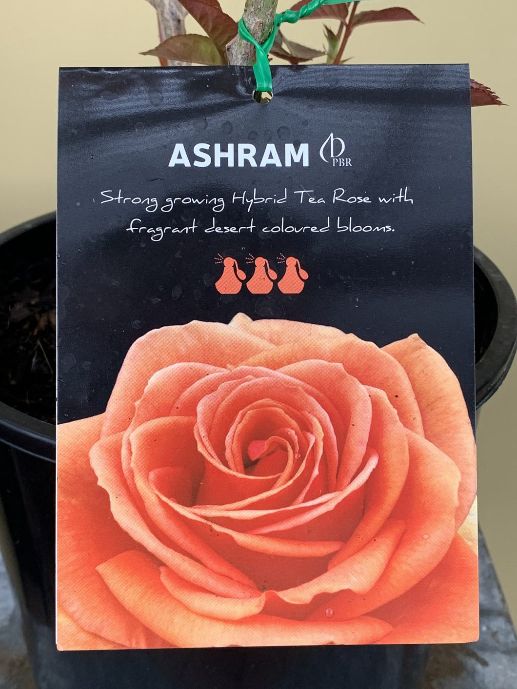 Rose - Hybrid Tea 'Ashram'