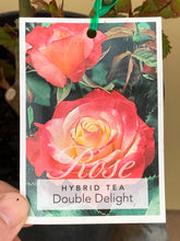 Load image into Gallery viewer, Rose - Hybrid Tea &#39;Double Delight&#39;
