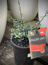 Load image into Gallery viewer, Finger Lime Red &#39;Red Champagne&#39;
