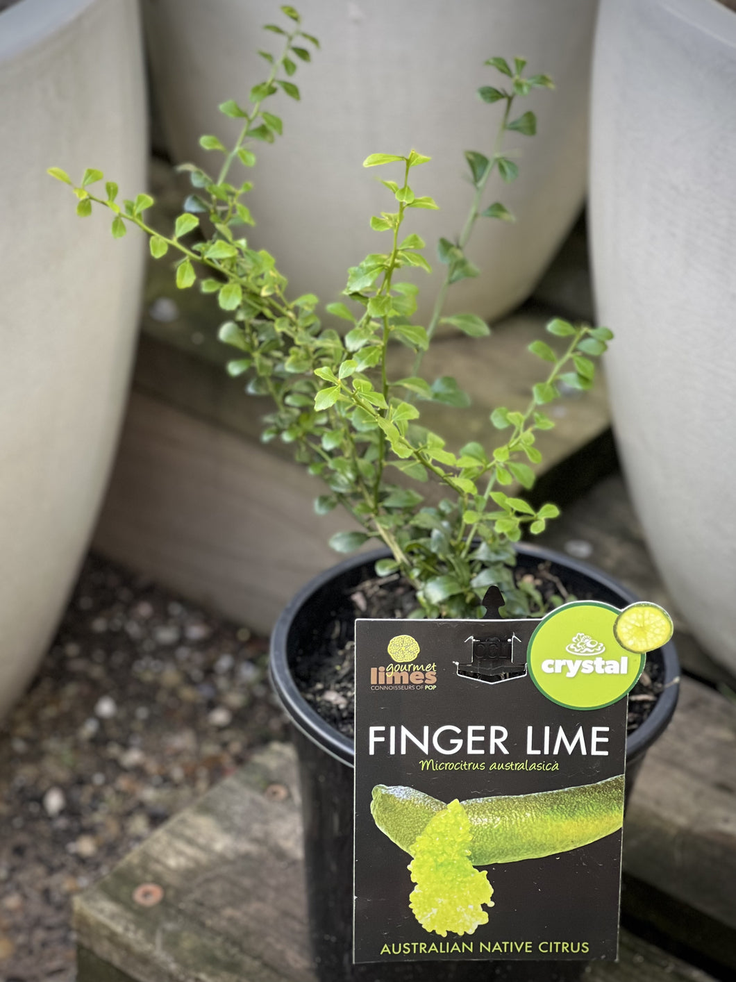 Finger Lime 'Crystal'