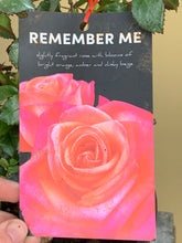 Load image into Gallery viewer, Rose &#39;Remember Me&#39;
