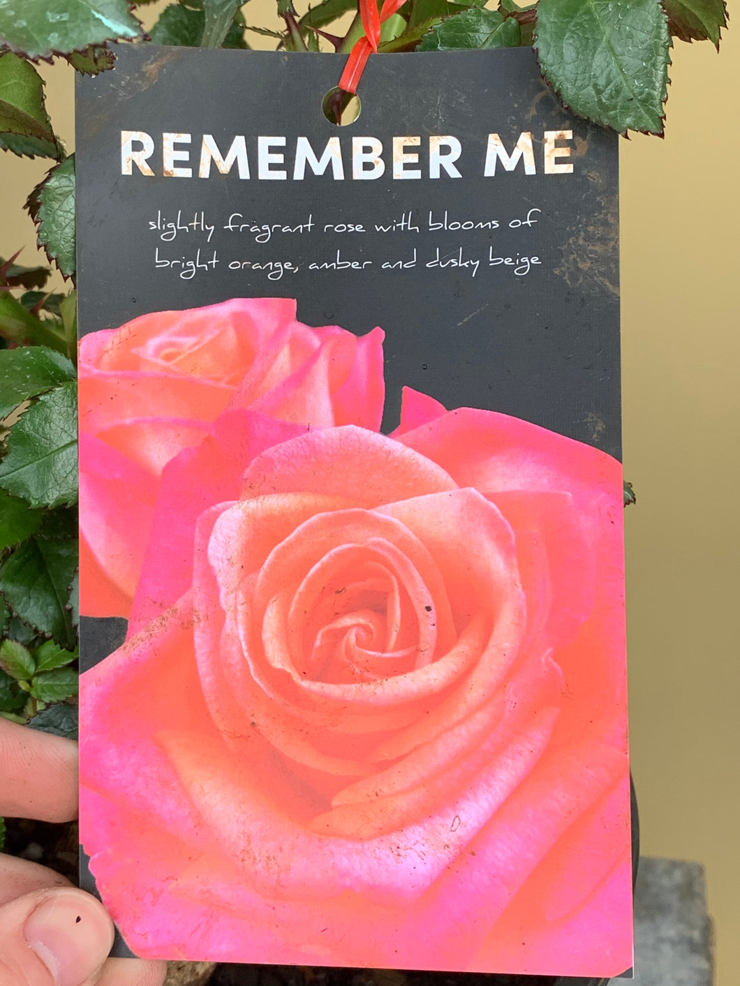 Rose 'Remember Me'
