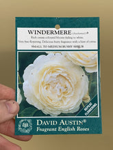 Load image into Gallery viewer, Rose - David Austin &#39;Windermere&#39;
