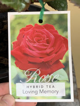 Load image into Gallery viewer, Rose - Hybrid Tea &#39;Loving Memory&#39;
