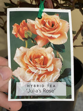 Load image into Gallery viewer, Rose - Hybrid Tea &#39;Julia&#39;s Rose&#39;
