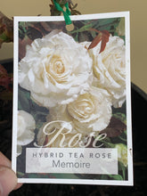 Load image into Gallery viewer, Rose - Hybrid Tea &#39;Memoire&#39;
