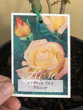 Load image into Gallery viewer, Rose - Hybrid Tea &#39;Peace&#39;
