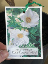 Load image into Gallery viewer, Rose - Old World Rosa Rugosa &#39;Alba&#39;
