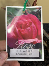 Load image into Gallery viewer, Rose - Old World &#39;Lorraine Lee&#39;
