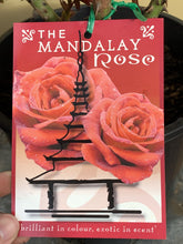 Load image into Gallery viewer, Rose &#39;Mandalay&#39;

