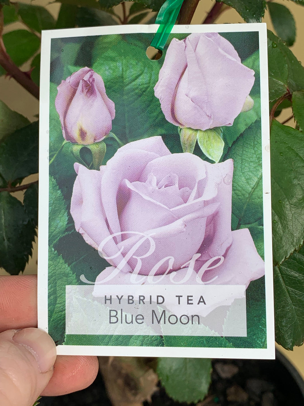 Rose 'Blue Moon' Bush