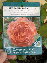 Load image into Gallery viewer, Rose - David Austin &#39;Summer Song&#39;
