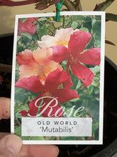 Load image into Gallery viewer, Rose - Old World &#39;Mutabilis&#39;
