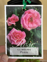 Load image into Gallery viewer, Rose - Climbing &#39;Pinkie&#39;
