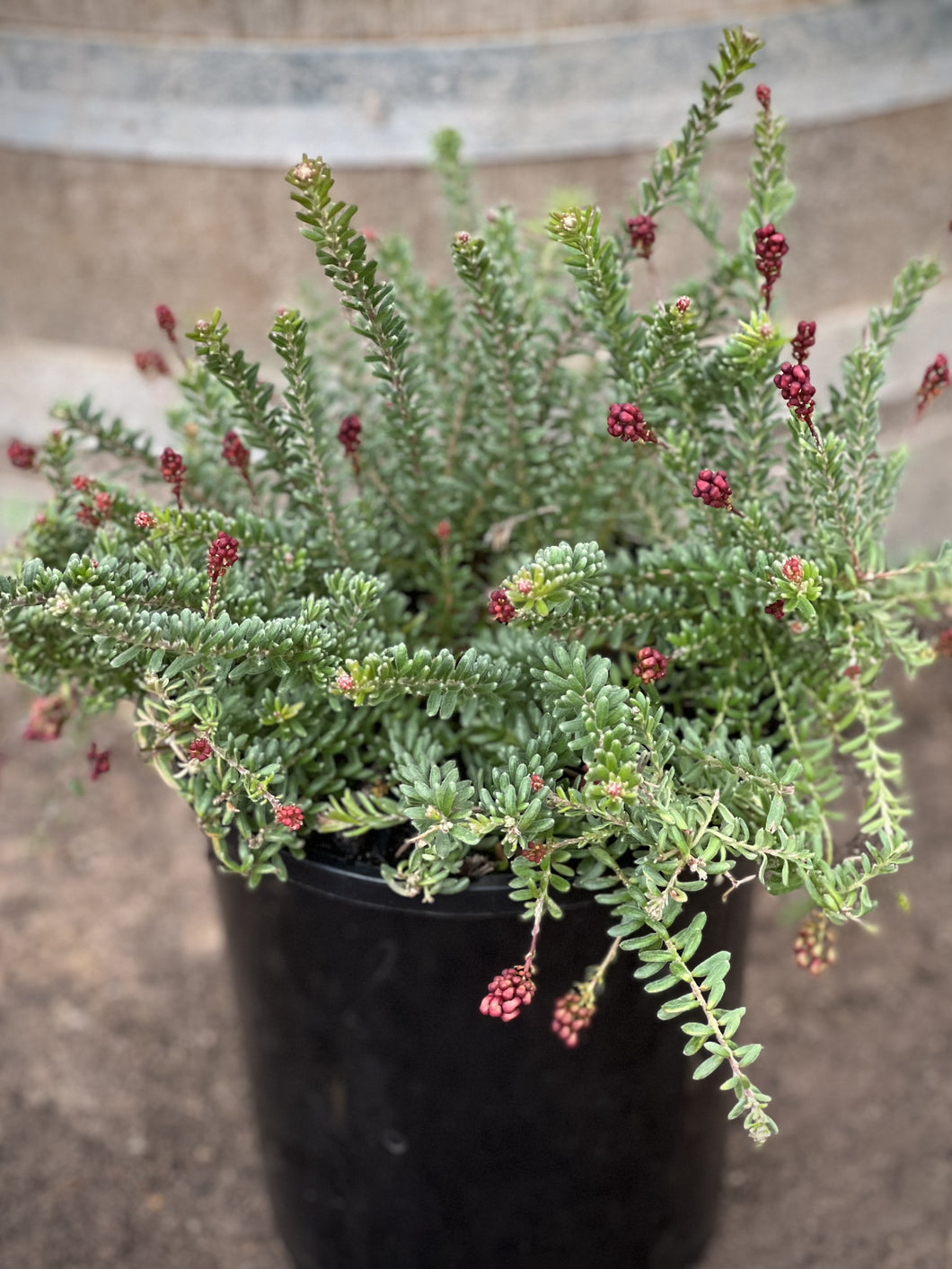 Grevillea lanigera 'Little Drummer Boy'