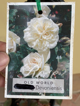 Load image into Gallery viewer, Rose &#39;Devoniensis&#39;
