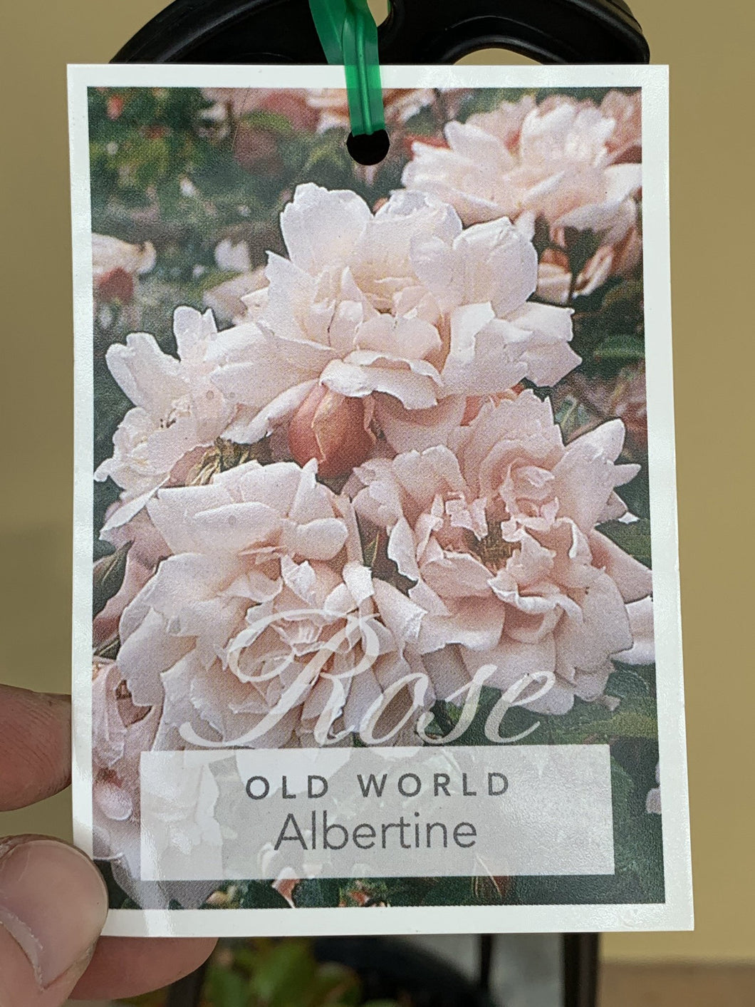Rose - Climbing 'Albertine'