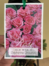Load image into Gallery viewer, Rose - Climbing &#39;Zephirine Drouhin&#39;
