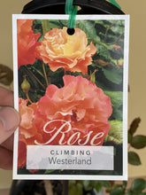 Load image into Gallery viewer, Rose - Climbing &#39;Westerland&#39;
