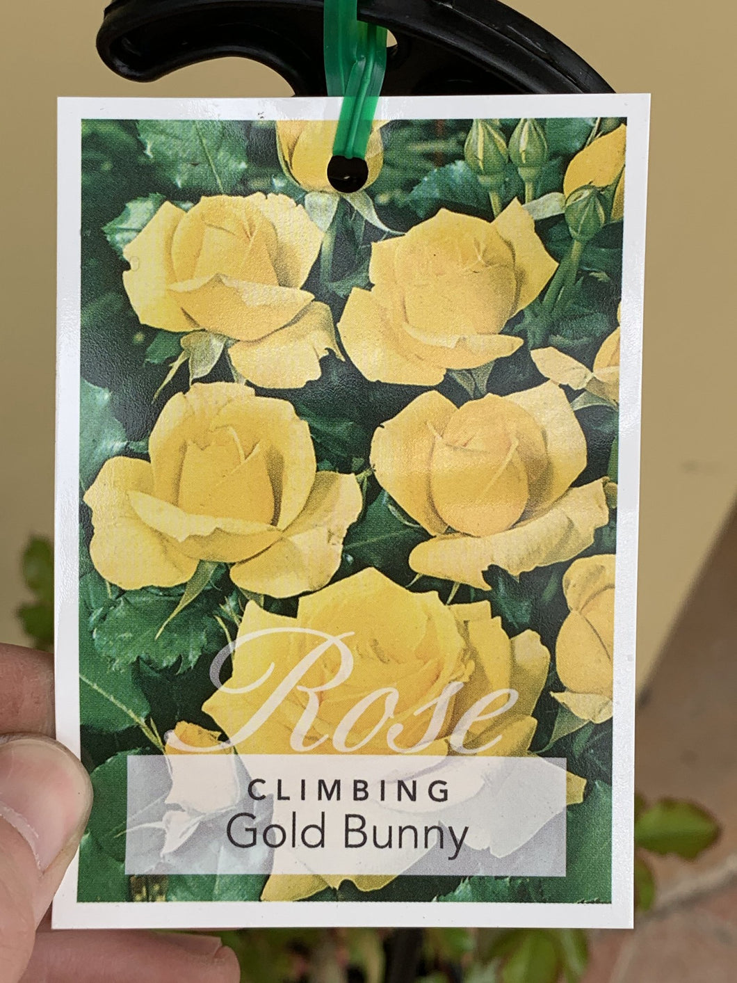 Rose - Climbing 'Gold Bunny'