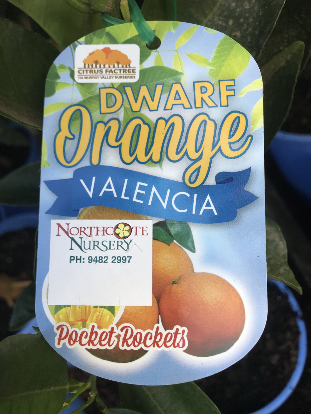 Dwarf Orange ‘Valencia’ (cv Keenan)