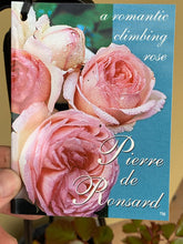 Load image into Gallery viewer, Rose - Climbing &#39;Pierre de Ronsard&#39;
