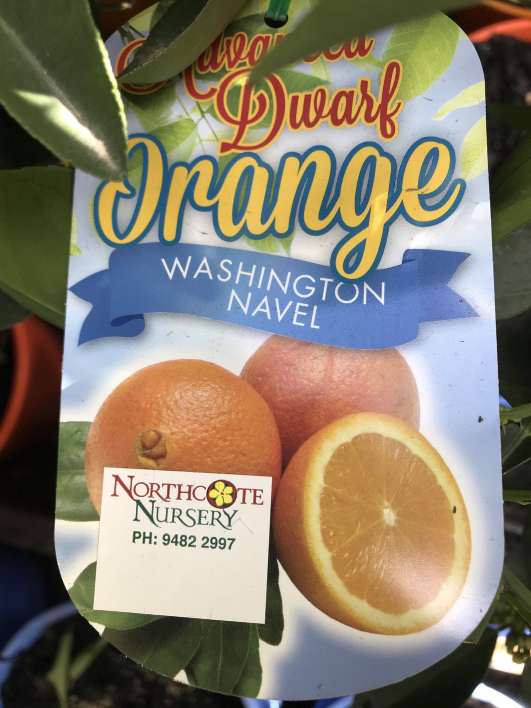Dwarf Orange 'Washington Navel'