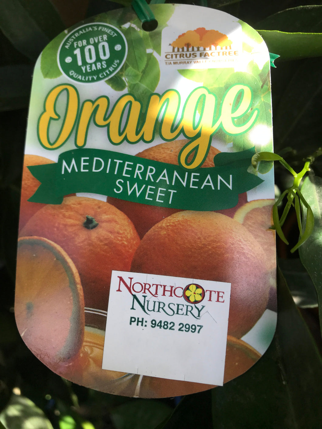 Orange 'Mediterranean Sweet'