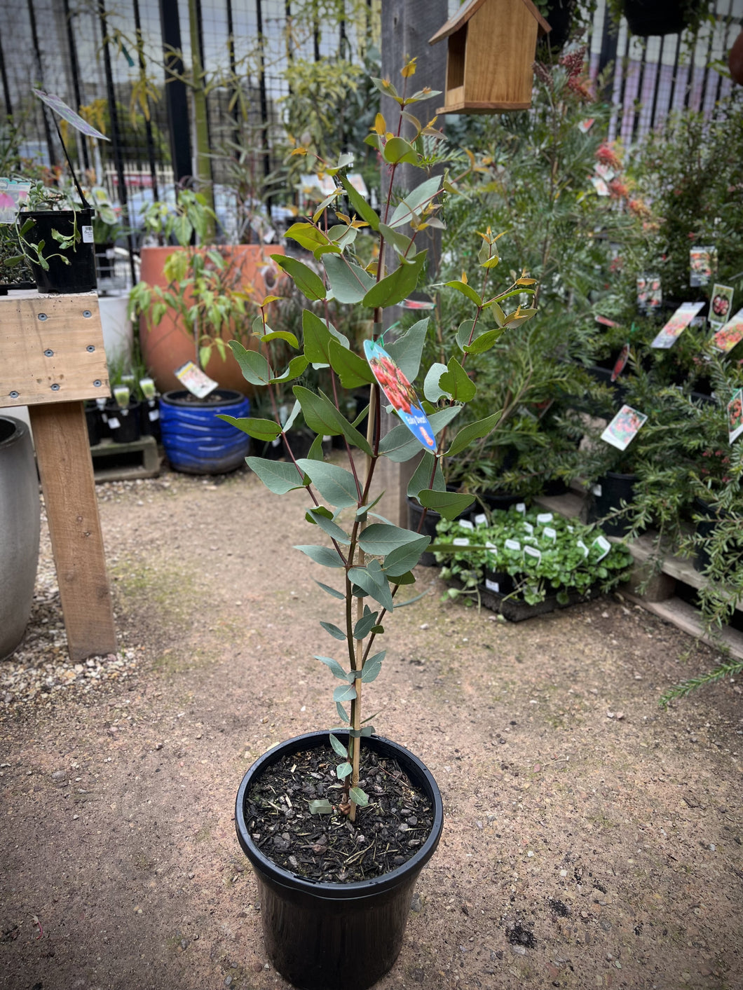 Eucalyptus leucoxylon 'Euky Dwarf'