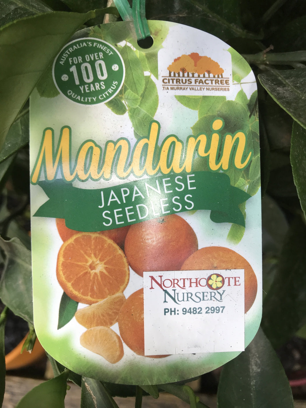 Mandarin 'Japanese Seedless'