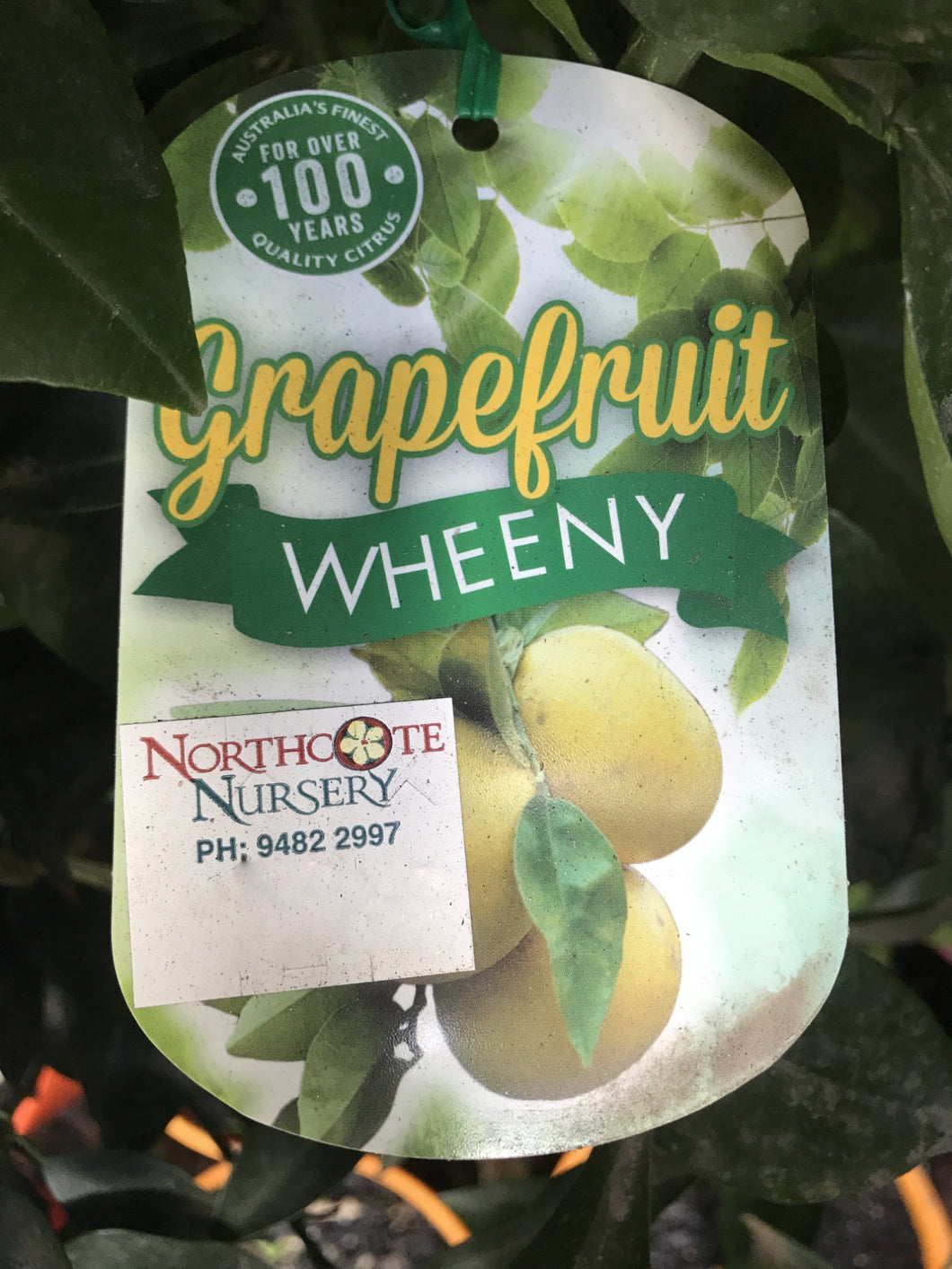 Grapefruit 'Wheeny'