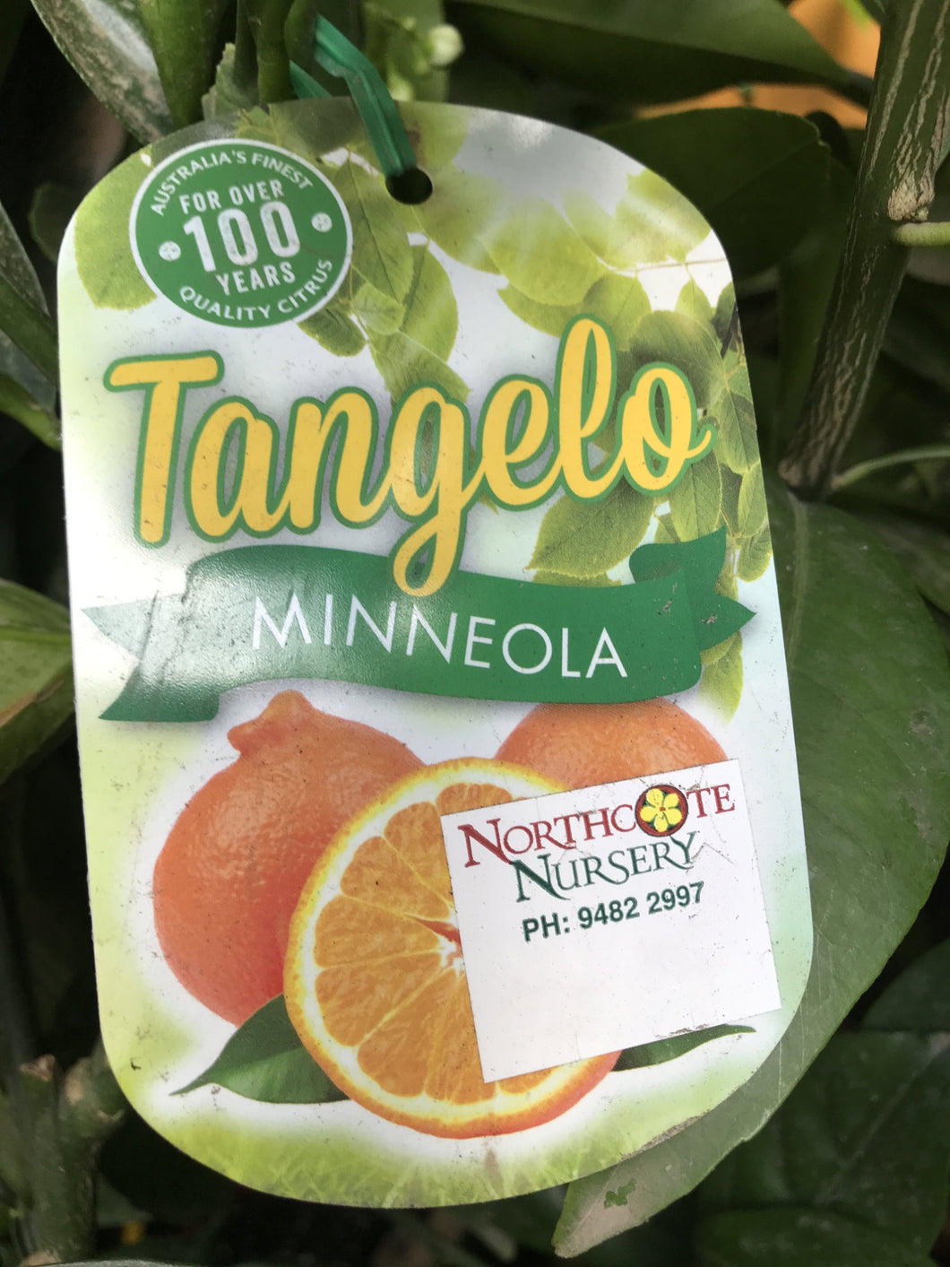 Tangelo 'Minneola'