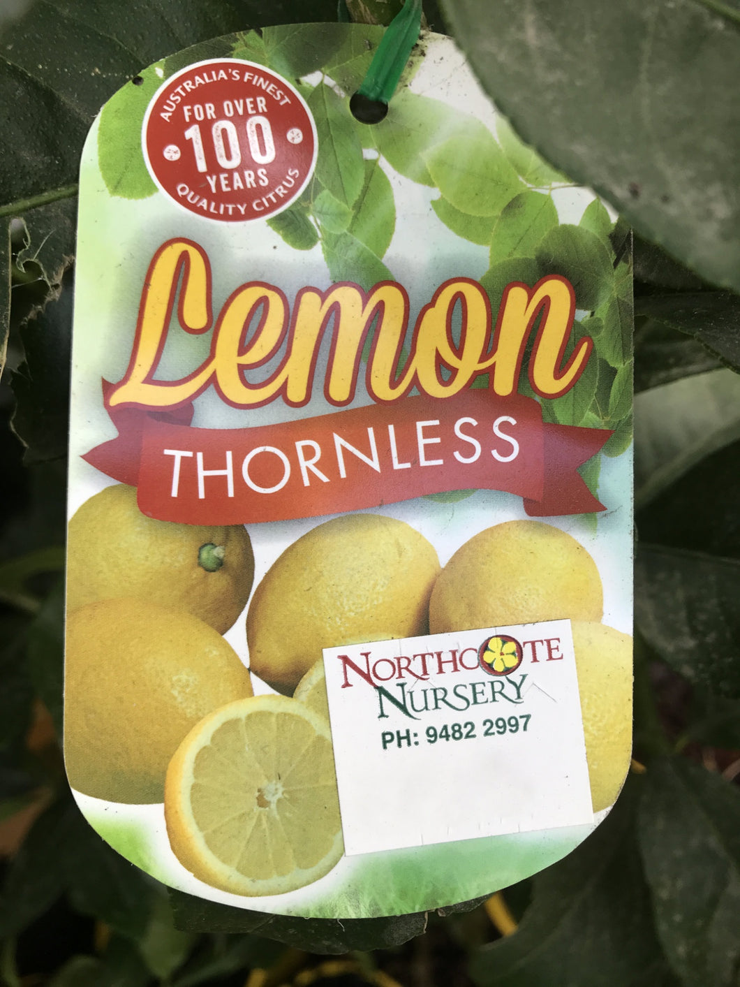 Lemon 'Thornless'