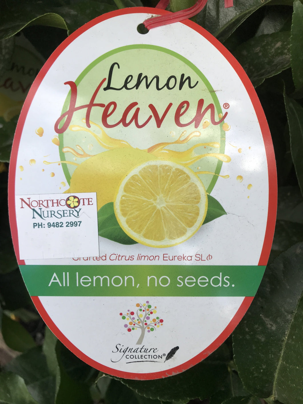 Lemon 'Heaven' seedless Eureka