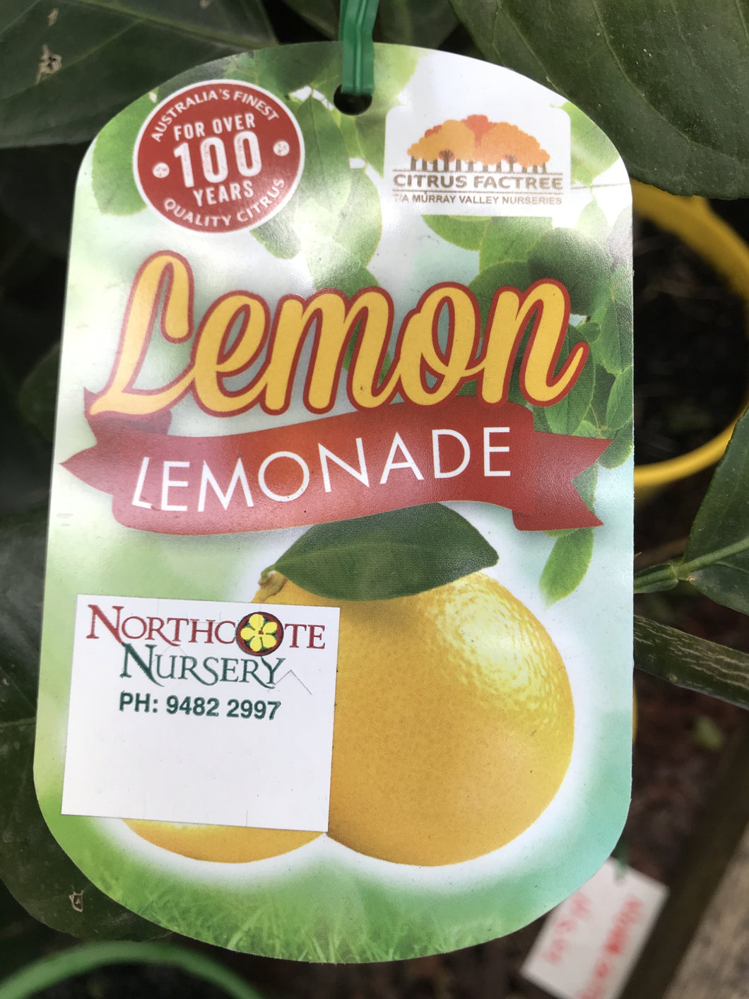 Lemon 'Lemonade'