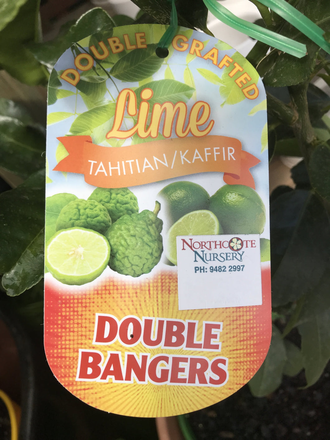 Double Grafted Lime 'Tahitian' & Lime 'Kaffir'
